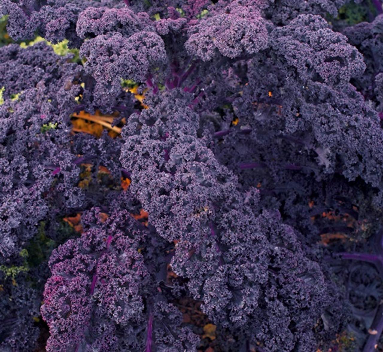 Kale 'redbor' - View 7 from www redcrocus com