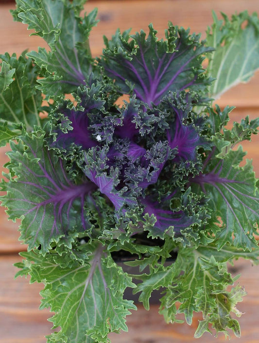 Kale Glamour Red - View 10 from www redcrocus com