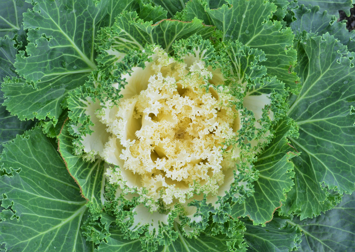 Kale Kamome White - View 10 from www redcrocus com