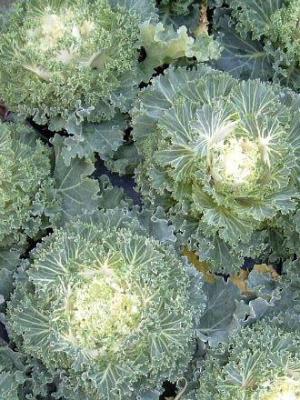 Kale Kamome White - View 16 from www redcrocus com