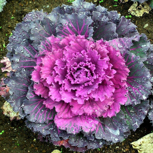 Kale Kamome Red - View 1 from www redcrocus com