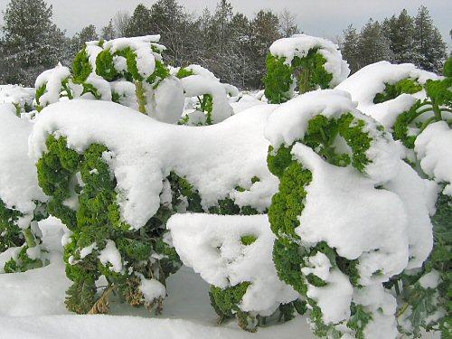 Kale Snowbor - View 12 from www redcrocus com