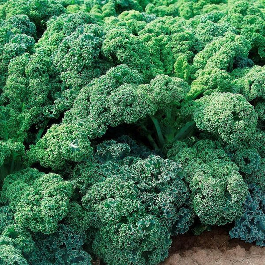 Kale Snowbor - View 1 from www redcrocus com