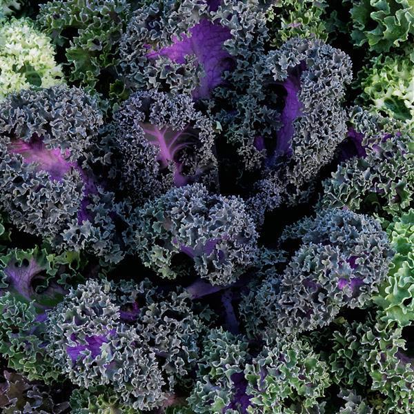 Kale Yokohama Red - View 11 from www redcrocus com