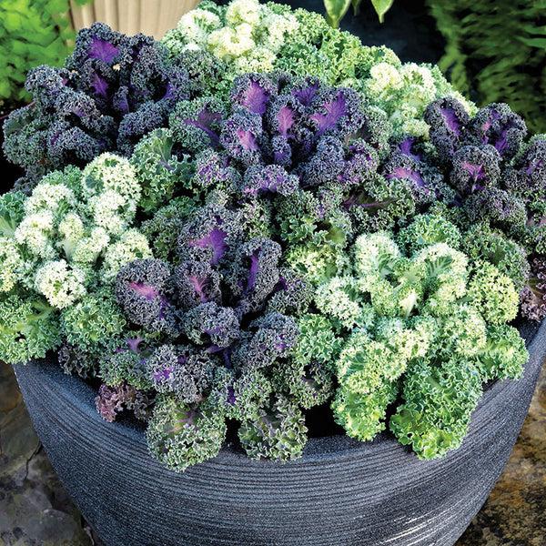 Kale Yokohama White - View 15 from www redcrocus com