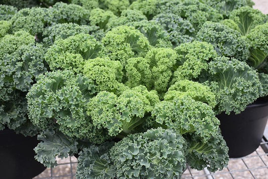 Kale Yokohama White - View 1 from www redcrocus com