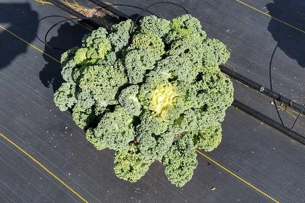 Kale Yokohama White - View 5 from www redcrocus com