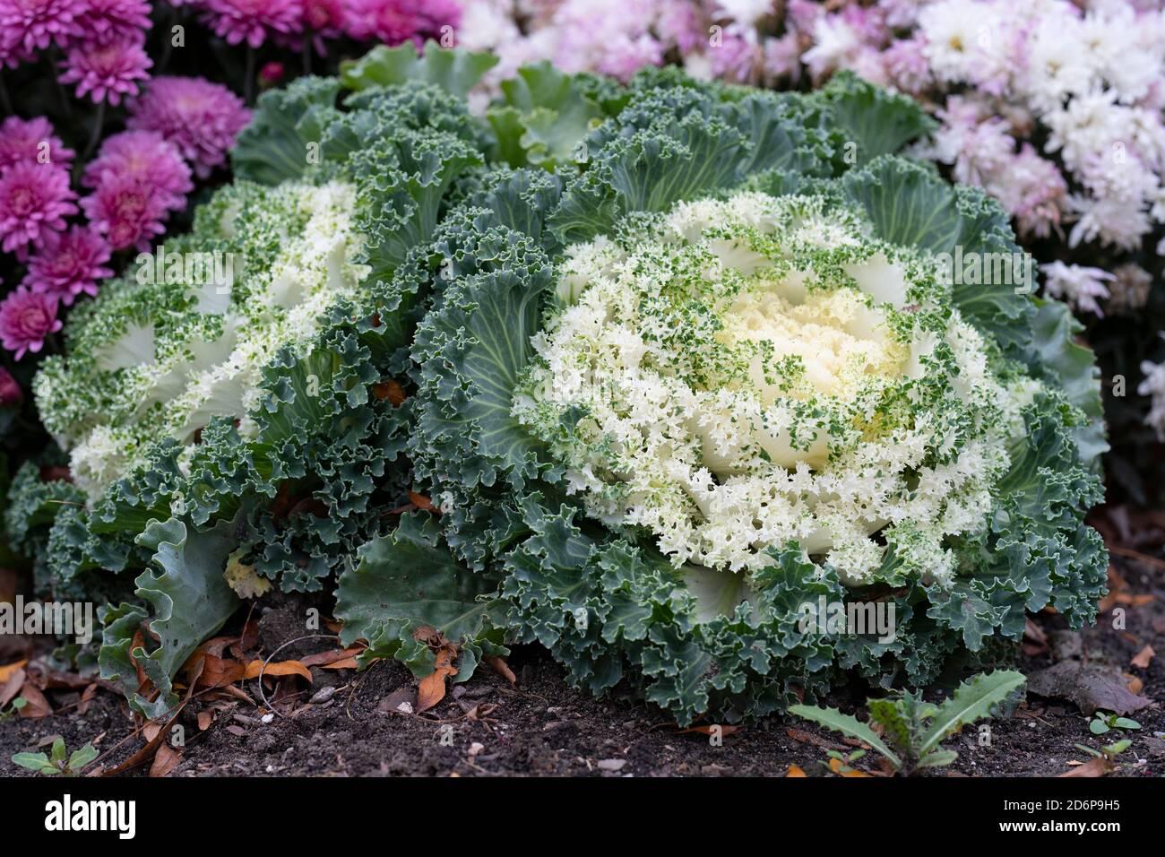 Kale Yokohama White - View 7 from www redcrocus com