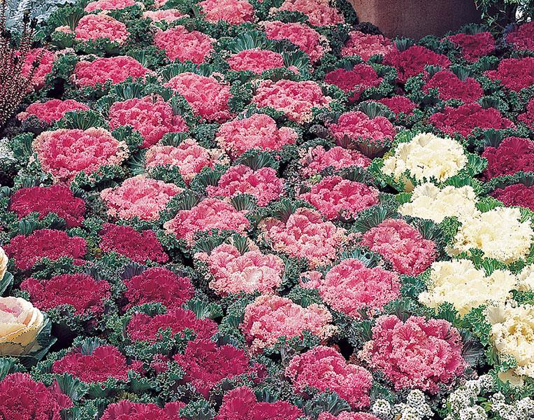 Kale Kamome Pink - View 15 from www redcrocus com