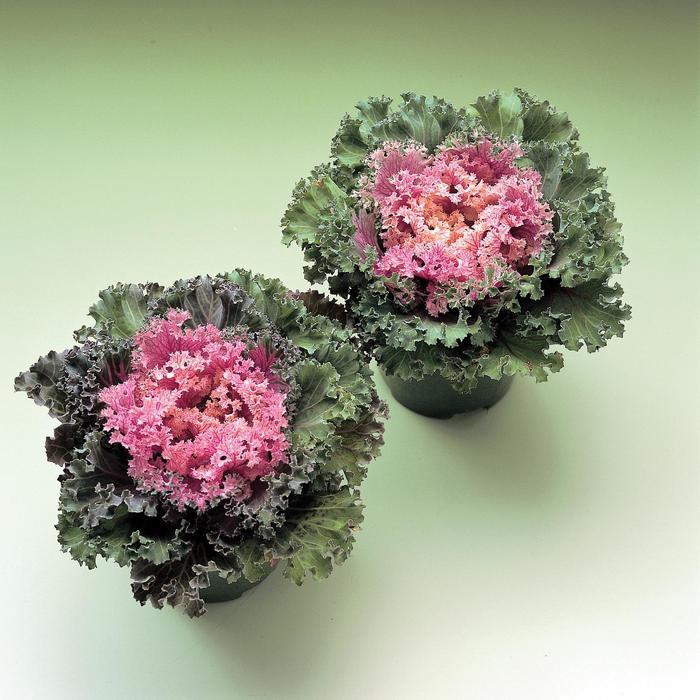 Kale Kamome Pink - View 1 from www redcrocus com