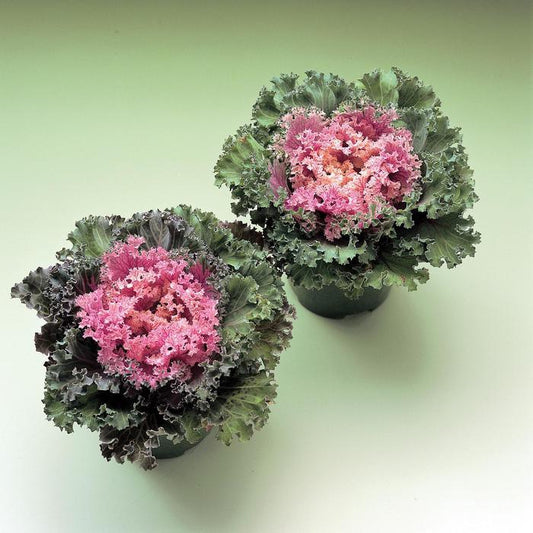 Kale Kamome Pink - View 1 from www redcrocus com