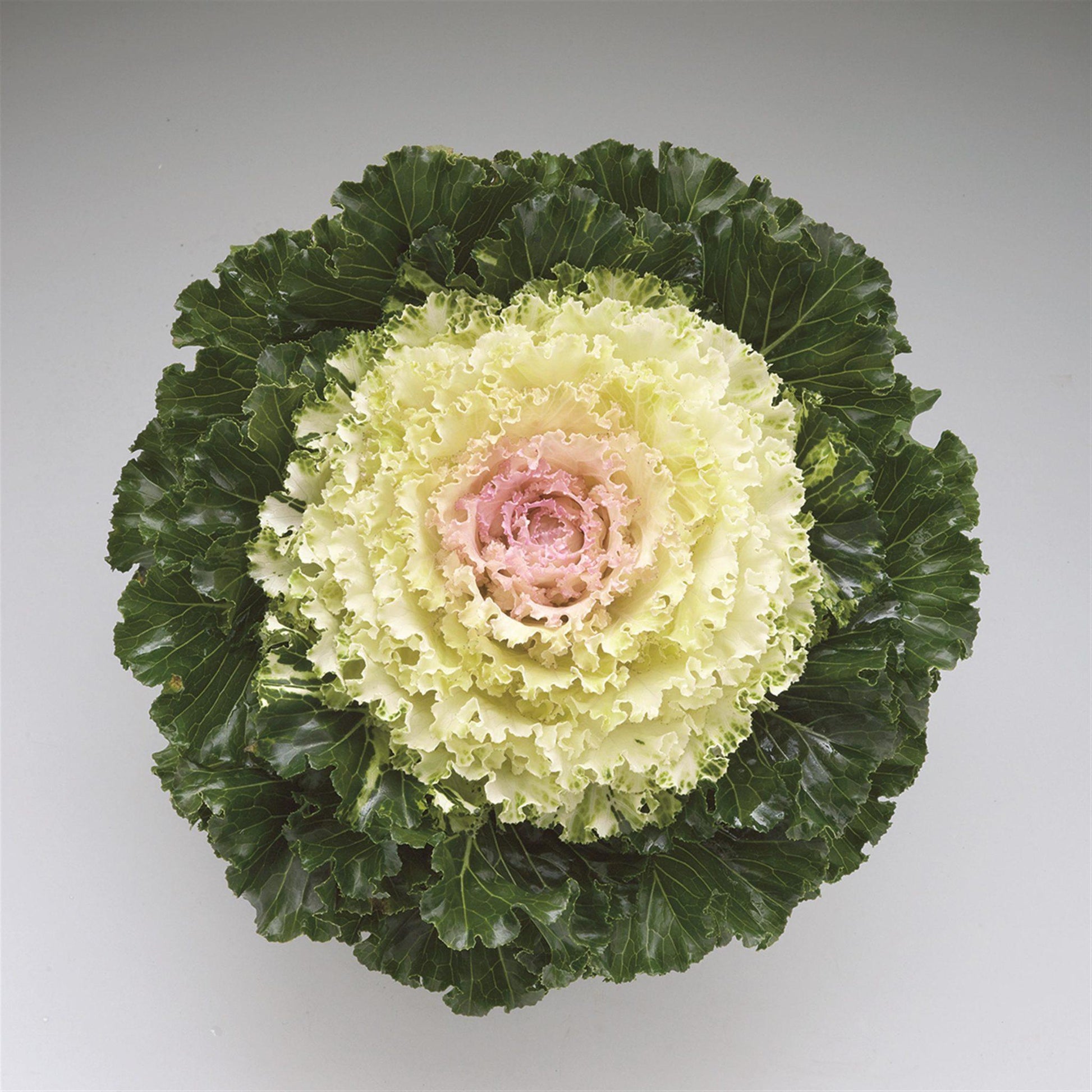 Kale Crystal Red - View 14 from www redcrocus com