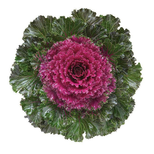Kale Crystal Red - View 1 from www redcrocus com