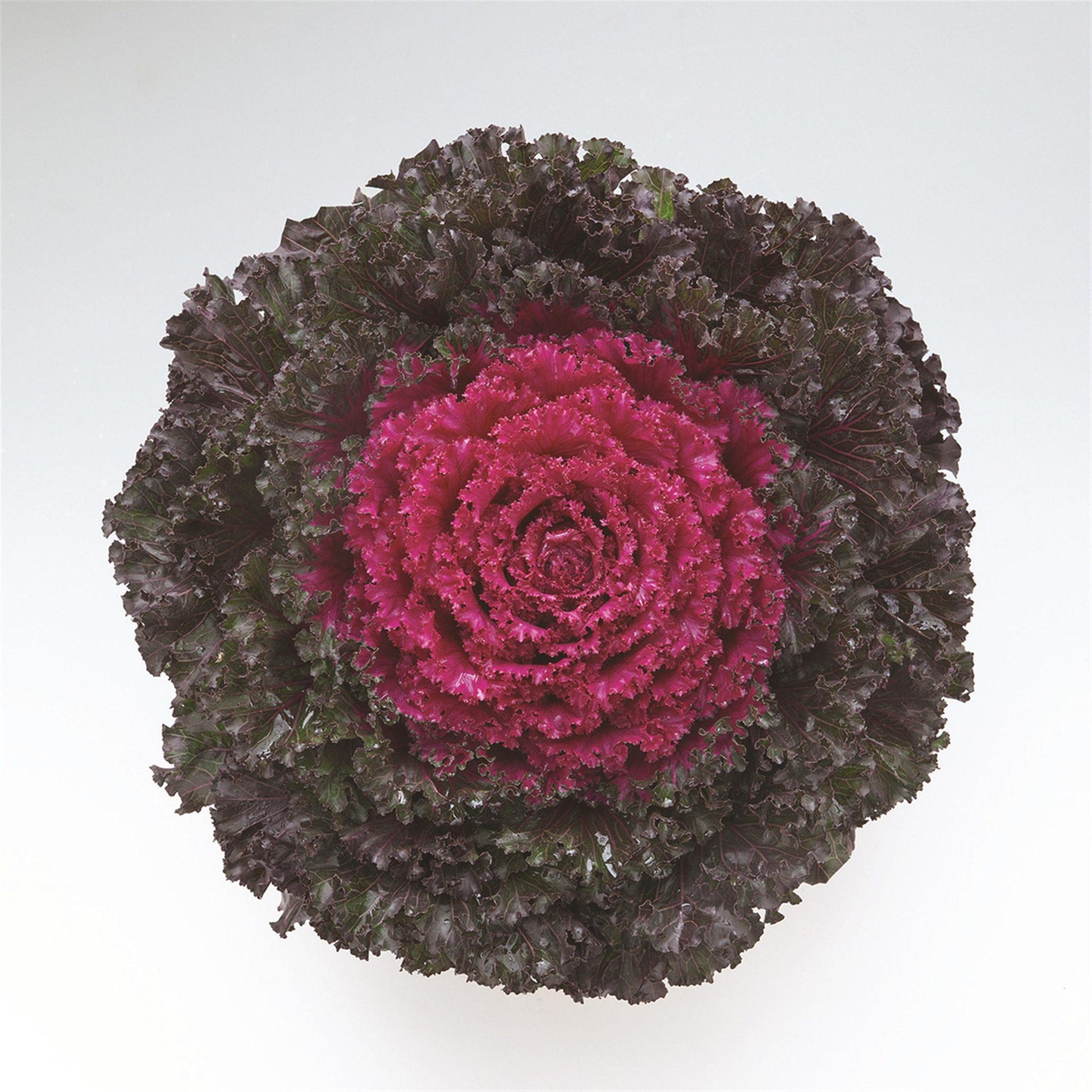 Kale Crystal Red - View 2 from www redcrocus com