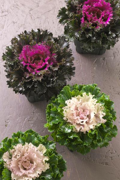 Kale Crystal Snow - View 17 from www redcrocus com