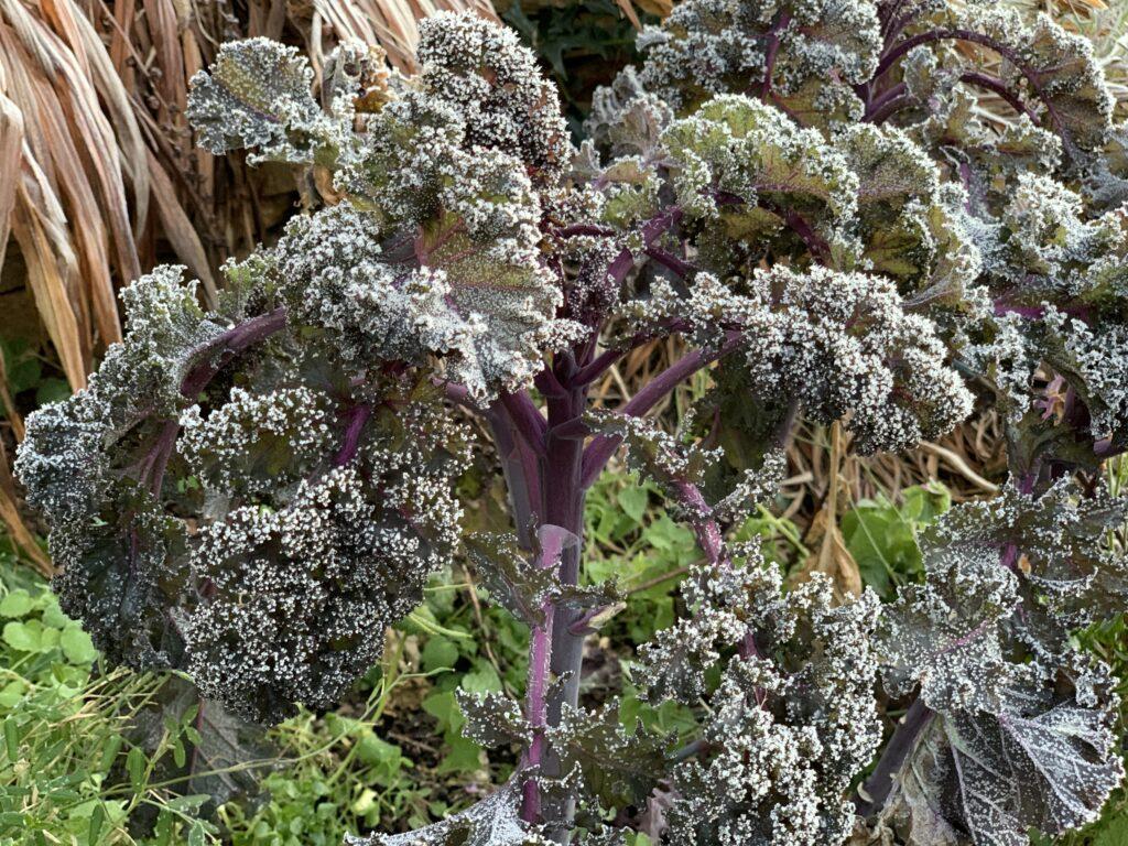 Kale Crystal Snow - View 18 from www redcrocus com