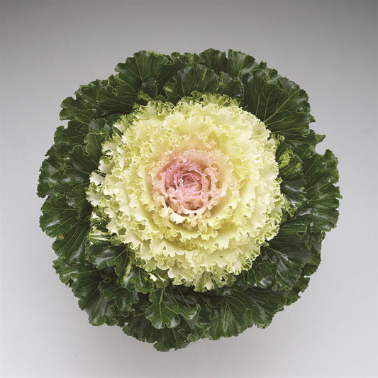 Kale Crystal Snow - View 1 from www redcrocus com