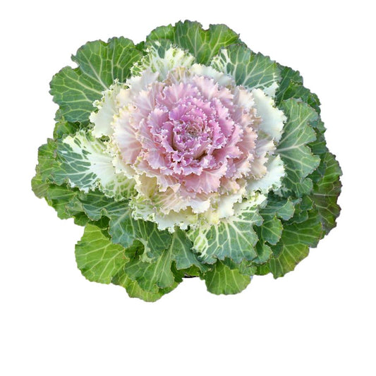 Cabbage Osaka Iq Pink Bicolor - View 1 from www redcrocus com