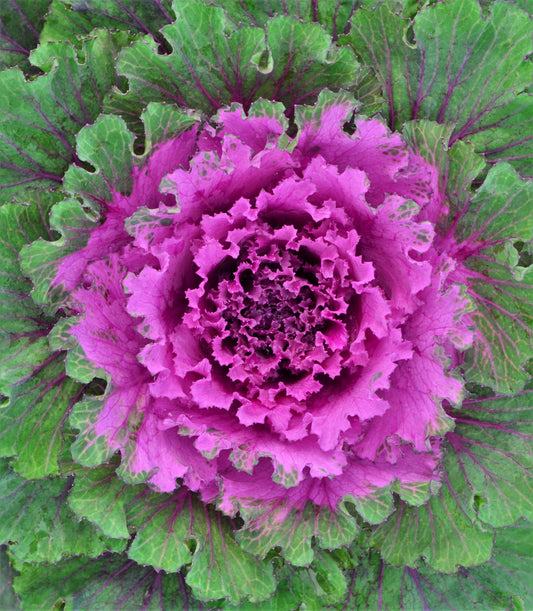 Cabbage Osaka Iq Red - View 1 from www redcrocus com