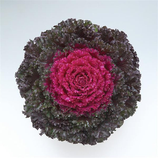 Kale 'crystal Deep Red' - View 1 from www redcrocus com