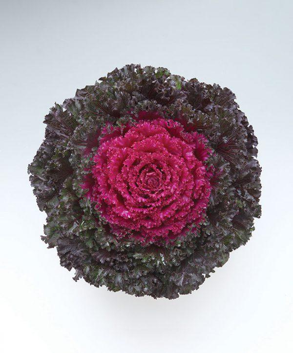 Kale Crystal Pink - View 13 from www redcrocus com