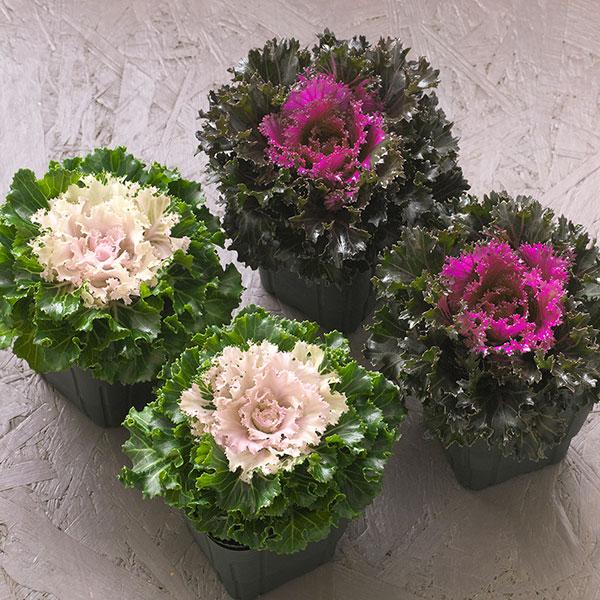 Kale Crystal Pink - View 14 from www redcrocus com