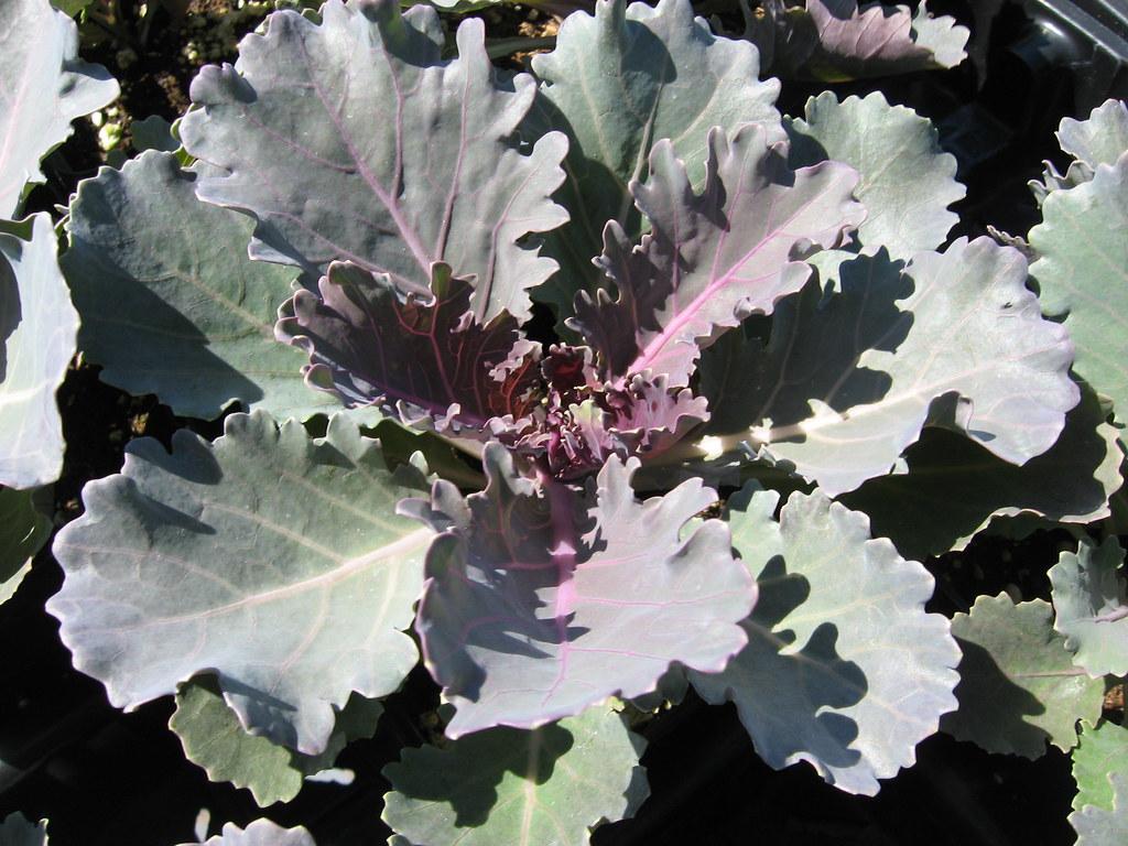 Kale Crystal Pink - View 16 from www redcrocus com