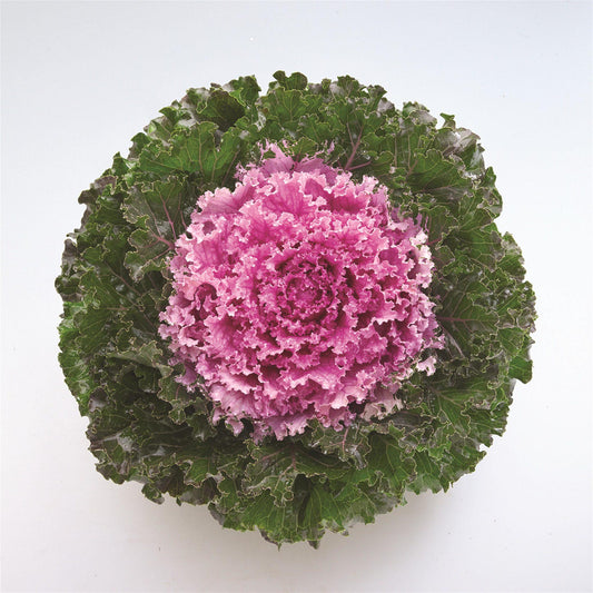 Kale Crystal Pink - View 1 from www redcrocus com