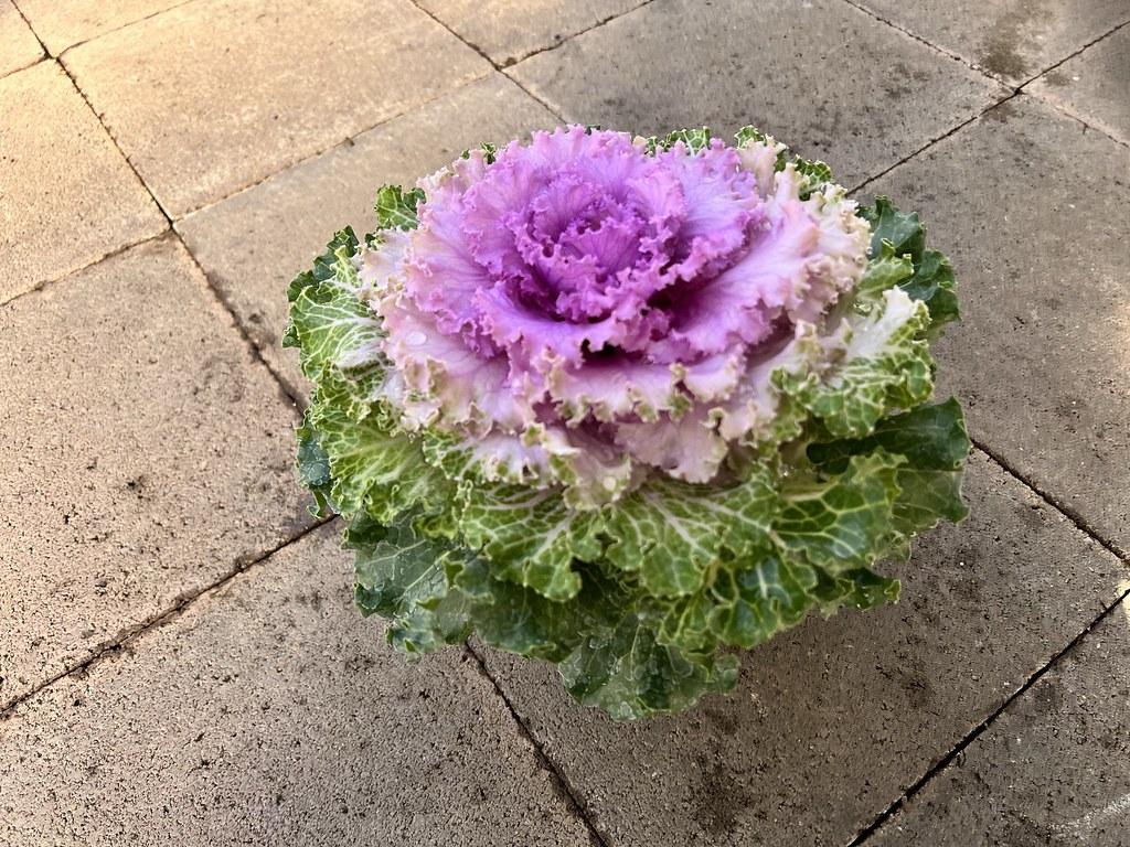 Kale Crystal Pink - View 2 from www redcrocus com