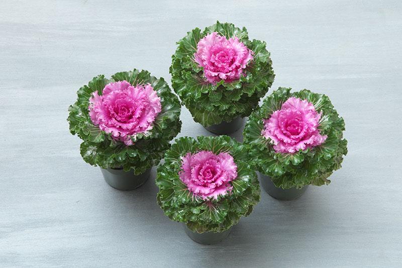 Kale Crystal Pink - View 3 from www redcrocus com