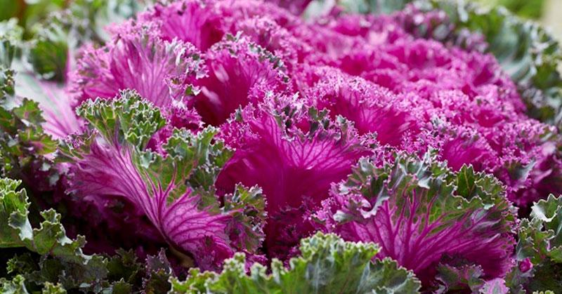Kale Crystal Pink - View 4 from www redcrocus com