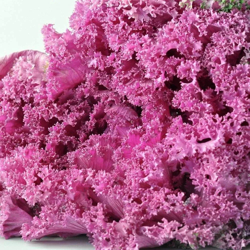 Kale Crystal Pink - View 5 from www redcrocus com