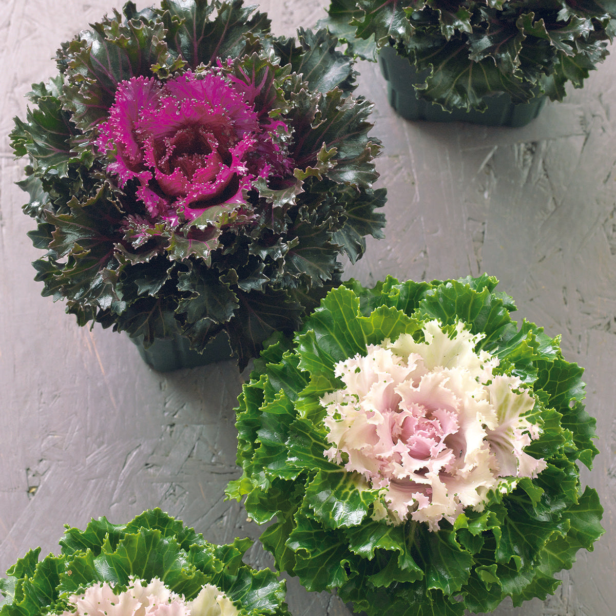 Kale Crystal Pink - View 6 from www redcrocus com