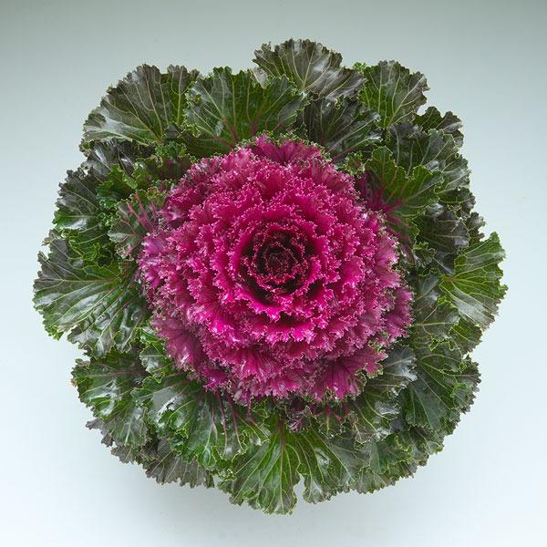 Kale Crystal Pink - View 7 from www redcrocus com