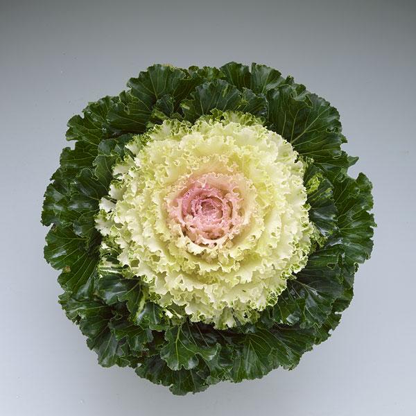 Kale Crystal Pink - View 9 from www redcrocus com