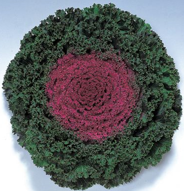 Kale Kamome Bright Red - View 18 from www redcrocus com