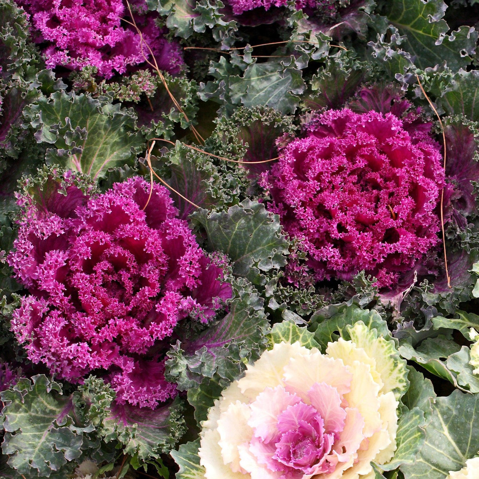 Kale Kamome Bright Red - View 8 from www redcrocus com