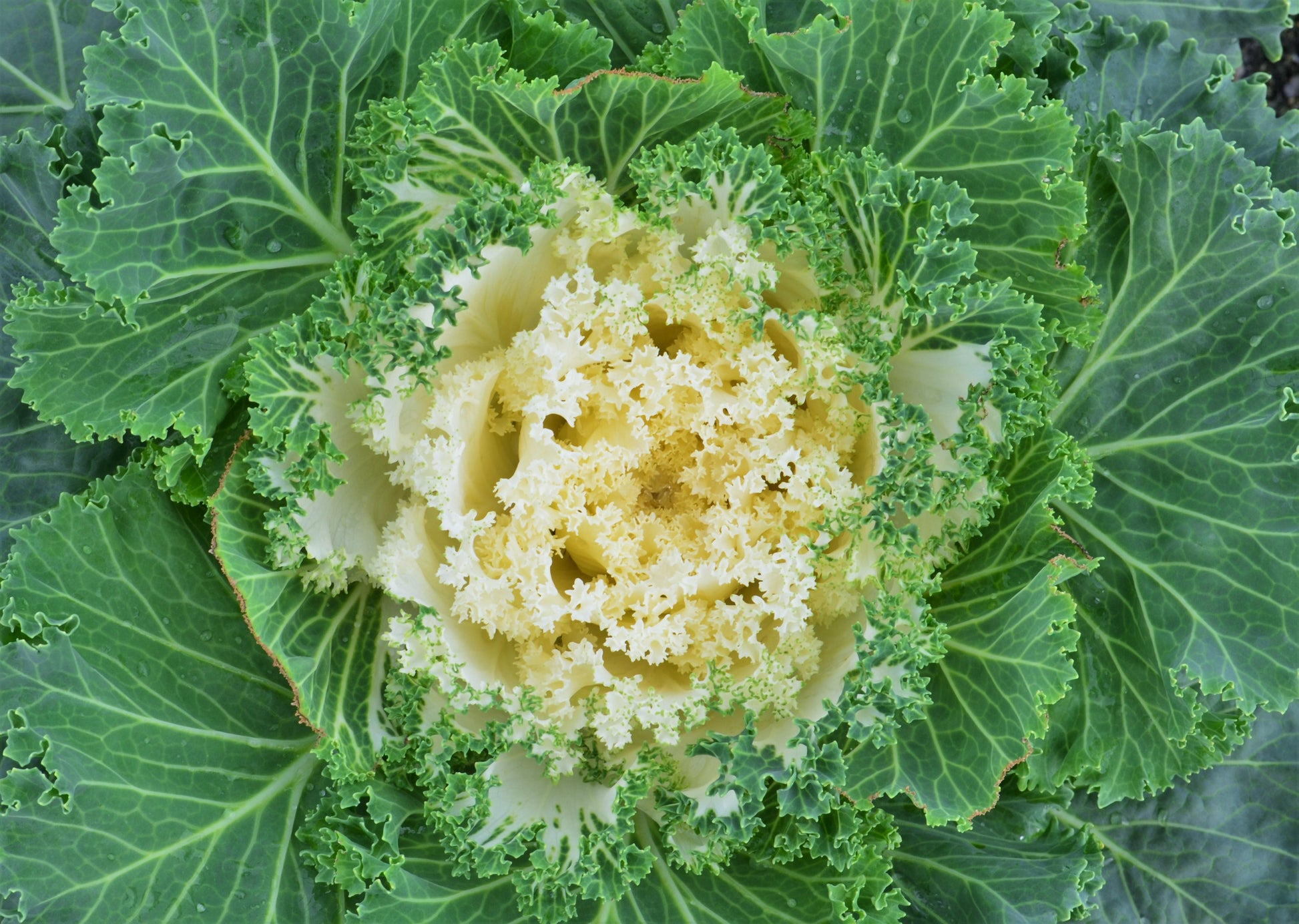 Kale Kamome Bright White - View 15 from www redcrocus com