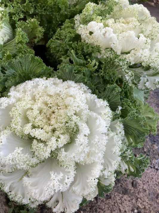 Kale Kamome Bright White - View 1 from www redcrocus com