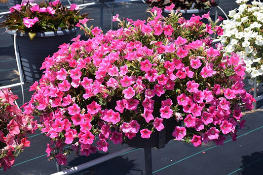 Combo Petunia Dekko Star Rose Verbena Lanai Deep Pink Calibrachoa Lia Yellow - View 11 from www redcrocus com