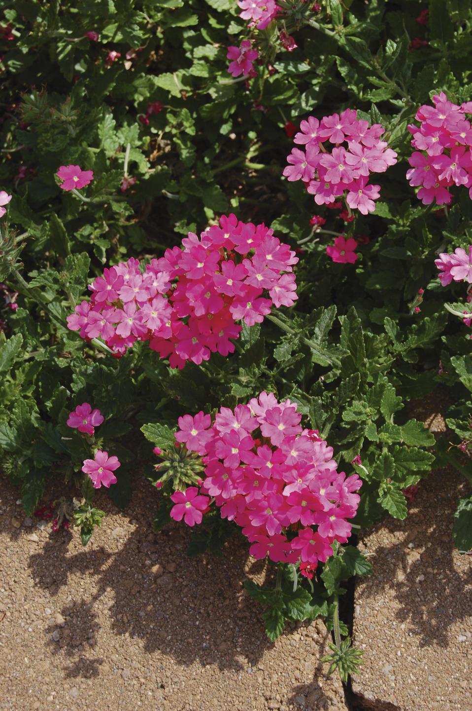 Combo Petunia Dekko Star Rose Verbena Lanai Deep Pink Calibrachoa Lia Yellow - View 13 from www redcrocus com