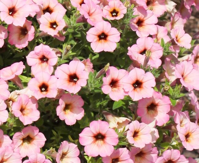 Combo Petunia Dekko Star Rose Verbena Lanai Deep Pink Calibrachoa Lia Yellow - View 16 from www redcrocus com