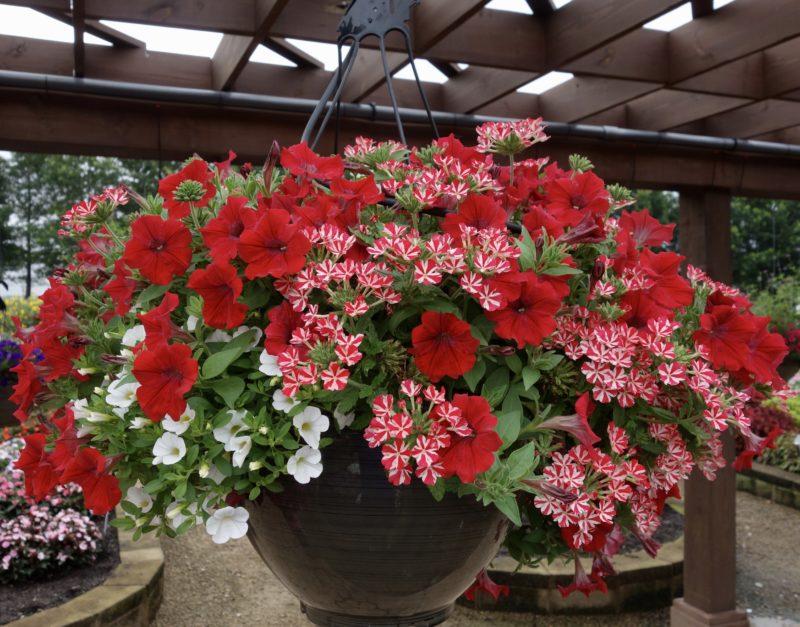 Combo Petunia Dekko Star Rose Verbena Lanai Deep Pink Calibrachoa Lia Yellow - View 2 from www redcrocus com