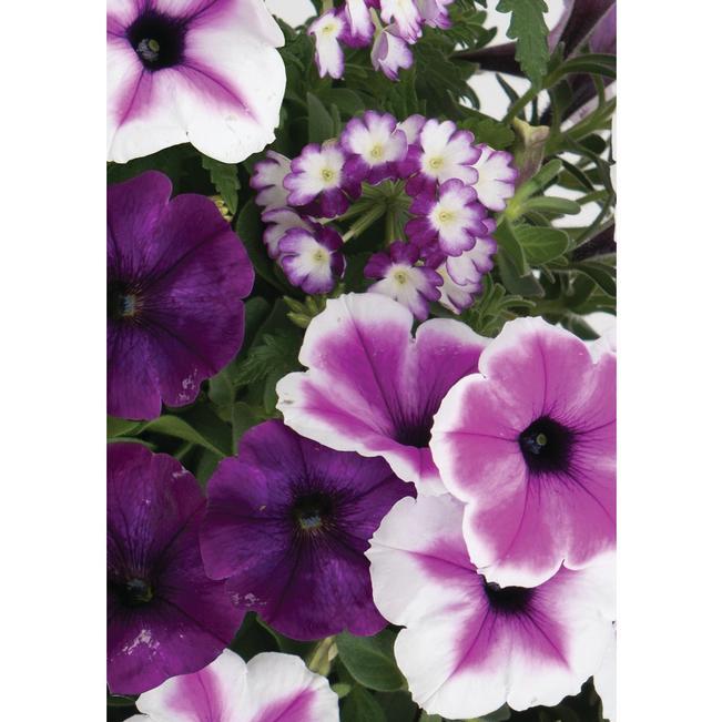 Combo Petunia Dekko Star Rose Verbena Lanai Deep Pink Calibrachoa Lia Yellow - View 8 from www redcrocus com