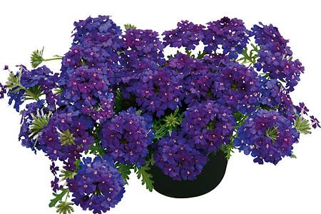 Combo Calibrachoa Cabaret White Petunia Sanguna Lipstick Verbena Vepita Blue Violet - View 19 from www redcrocus com