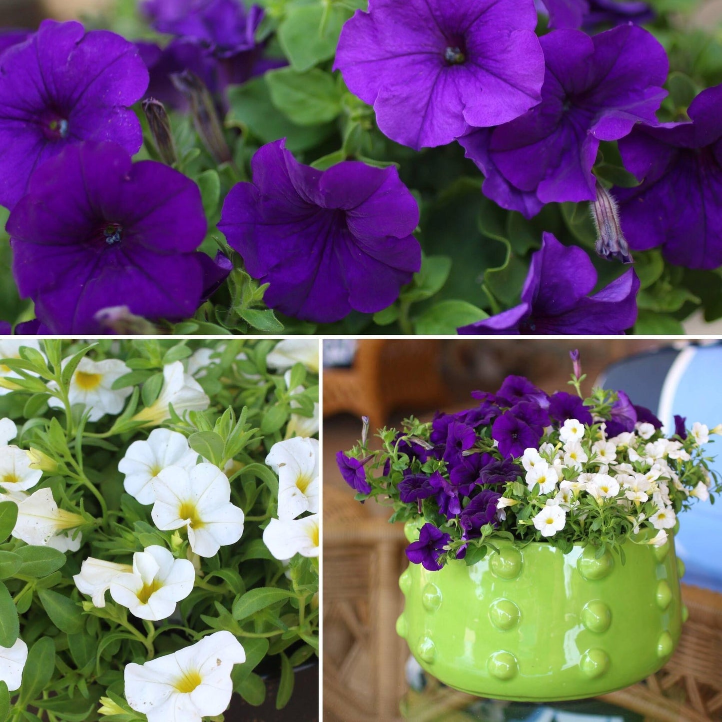 Combo Calibrachoa Cabaret White Petunia Sanguna Lipstick Verbena Vepita Blue Violet - View 9 from www redcrocus com
