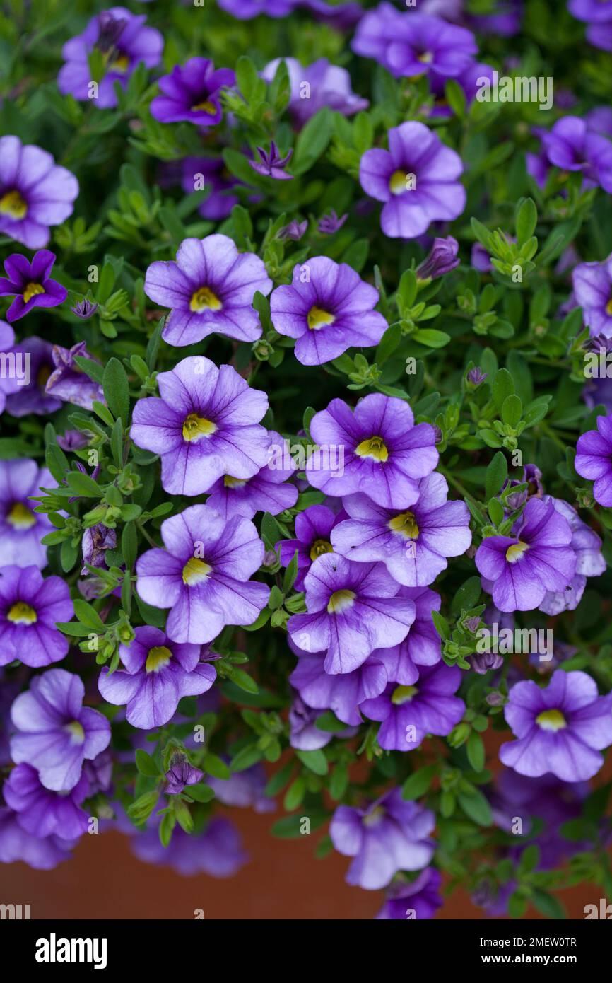 Combo Calibrachoa Cabaret Purple Lavender White - View 11 from www redcrocus com