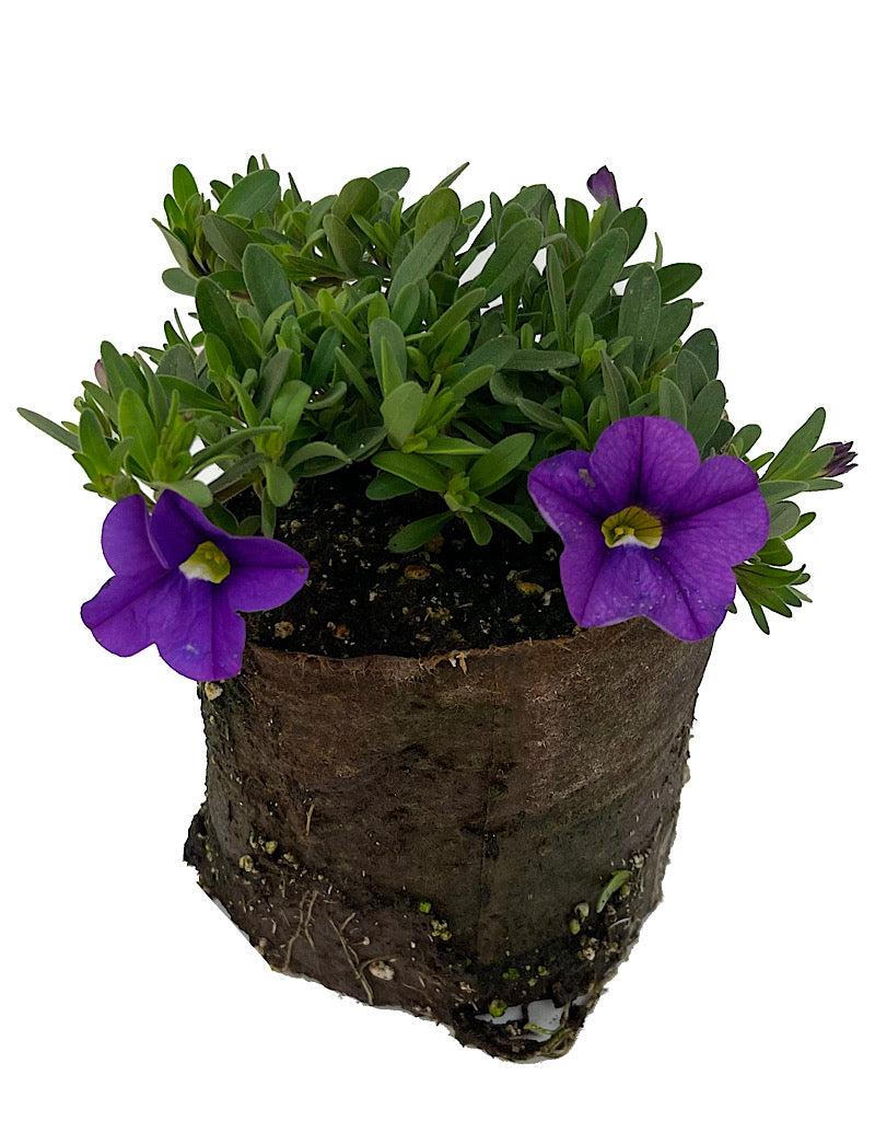 Combo Calibrachoa Cabaret Purple Lavender White - View 12 from www redcrocus com