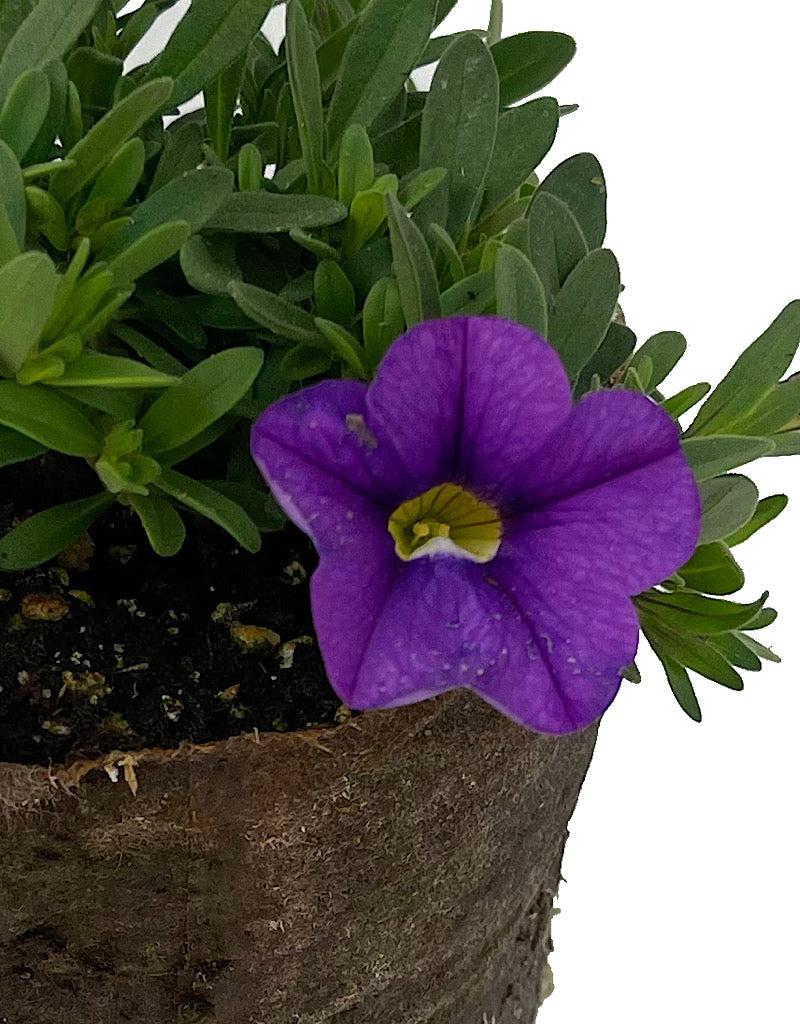 Combo Calibrachoa Cabaret Purple Lavender White - View 13 from www redcrocus com