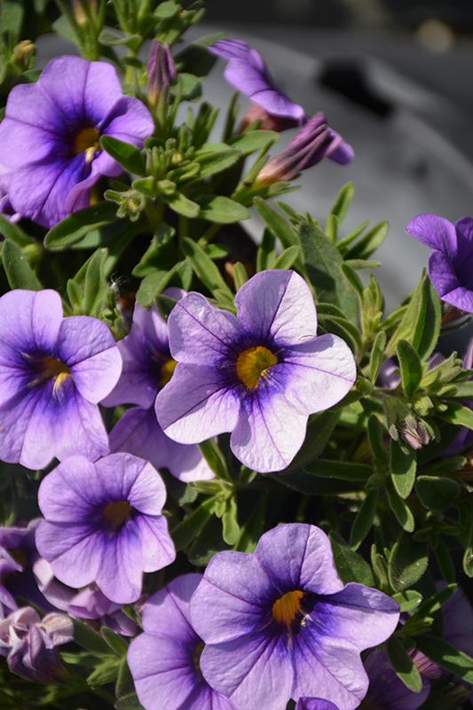 Combo Calibrachoa Cabaret Purple Lavender White - View 15 from www redcrocus com